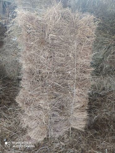 Корма для с/х животных: Сено в тюках - Прессованные прямоугольные тюки, перевязанные — 1