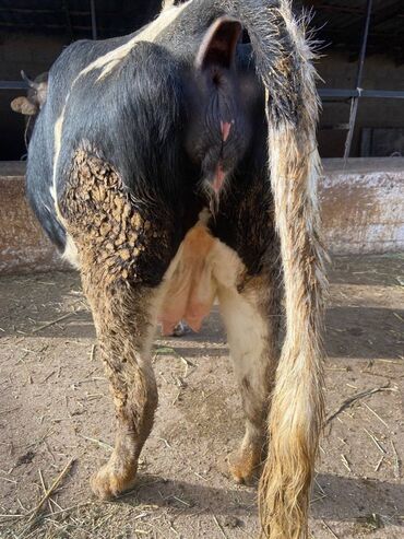 Коровы, быки: Продаю | Корова (самка) | Голштин | Для молока | Стельные — 3