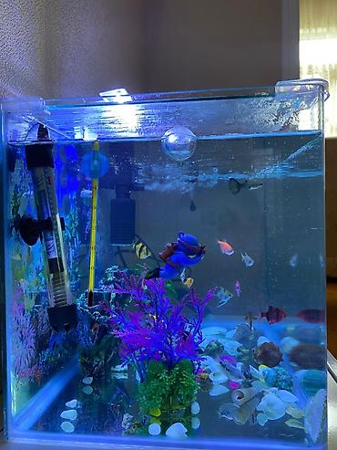 akvarium filterleri: Hazır akvarium.25-30 — 3