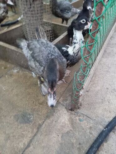 Ördəklər: Muscovy (hind) ördək balaları – müxtəlif rənglərdə - Cins — 5