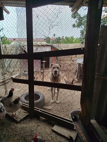 doberman iti: Alabay, 3 il, Erkək, Peyvəndli, Ünvandan götürmə — 2