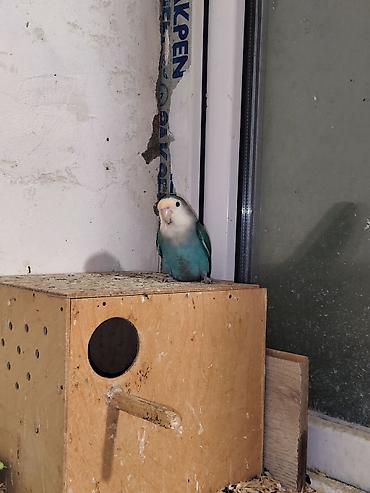 Tutuquşları: Məhsul: Agapornis (Lovebird) papuqayları – müxtəlif rəng mutasiyaları — 2