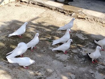 göyərçin yuvaları: Cilpaq Aglar satilir 10manatdan cut olanda var iclerinde 12 13 14