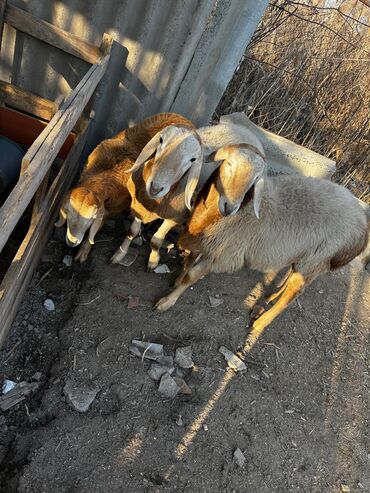 Бараны, овцы: Продаю | Ягненок, Баран (самец) | Арашан | Для разведения — 5