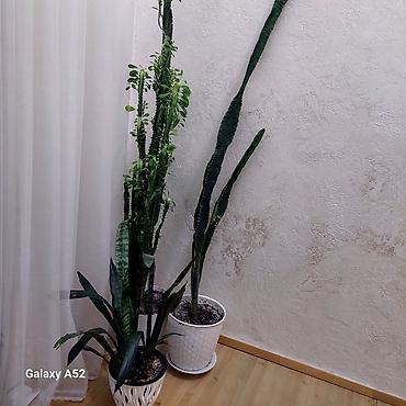сансуй: Комнатные растения в горшках — набор 1) Спатифиллум (Spathiphyllum) в — 3