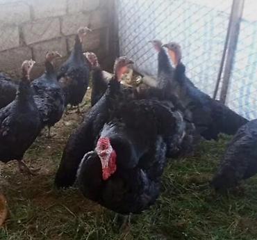 hinduşka qiyməti: Dişi, Amerika, Damazlıq, Ünvandan götürmə, Pulsuz çatdırılma, Ödənişli çatdırılma — 2