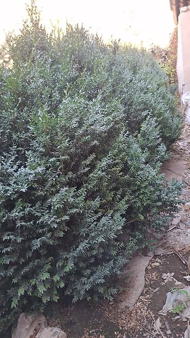 Декоративные деревья: Саженцы деревьев: Ели — 16