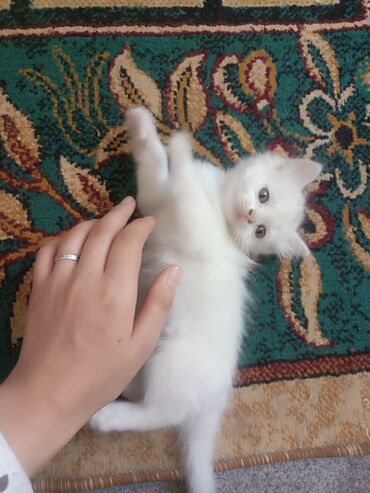 котёнок в добрые руки: 2 месяца, Девочка, Белый, Приучена к лотку