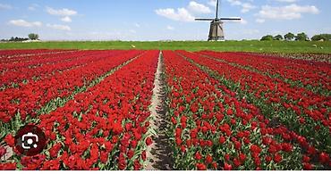 Holland dili dərsləri sıfırdan ( evlenme programı, nederlanda kaeyera lalafo.az -da Holland dili dərsləri sıfırdan ( evlenme programı, nederlanda kaeyera