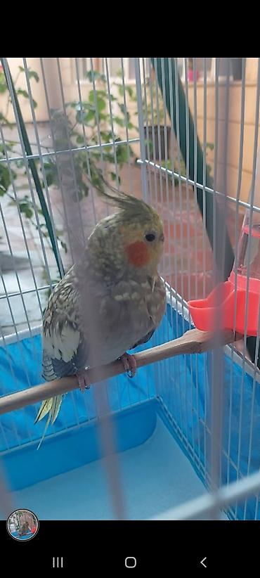 Quşlar: Nymph parakit (Cockatiel) – sarı gri ləkəli rəng, yanaqlarda portağal — 1