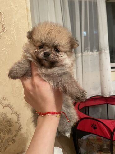 İtlər: Şpitz, 1 ay, Dişi