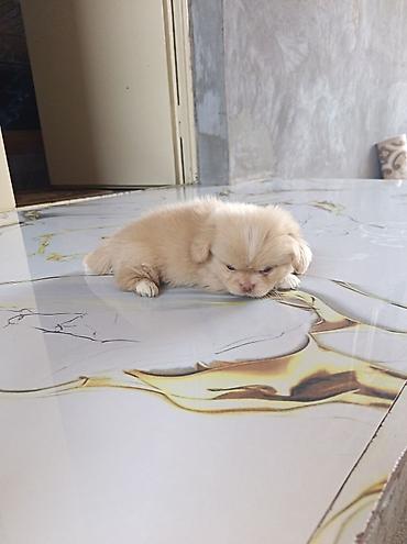 pekin ördeği: Pekines, 1 ay, Erkək, Ünvandan götürmə — 7