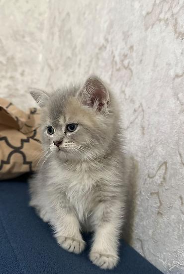 Şinşilla, Erkək, Dişi, Yaxşı əllərə, Ödənişli çatdırılma lalafo.az -da Şinşilla, Erkək, Dişi, Yaxşı əllərə, Ödənişli çatdırılma