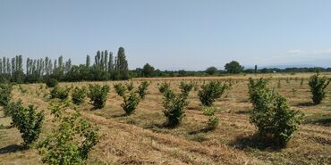 Torpaq sahələrinin satışı: 116 sot, Kənd təsərrüfatı, Barter mümkündür, Kupça (Çıxarış) -da lalafo.az — 3 Torpaq sahələrinin satışı: 116 sot, Kənd təsərrüfatı, Barter mümkündür, Kupça (Çıxarış) — 3