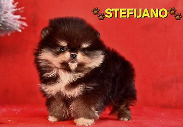 Psi: Pomeranac Boo. NOVO! Ekskluzivni dugo ocekivani stenci pomeranca u — 5