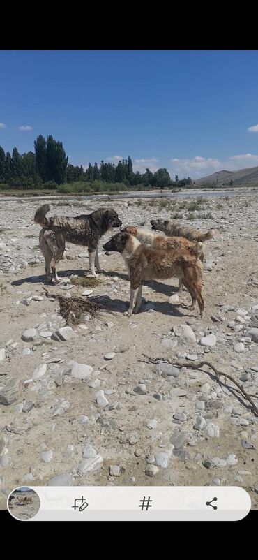 kangal itlərin satışı: Qurdbasar, 4 il, Erkek, Peyvəndli