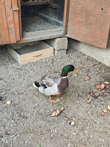 quş yuva: Самец, Для разведения