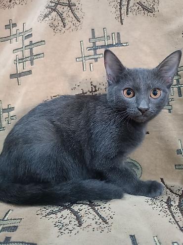 сиамская кошка даром: 3 месяца, Девочка, Приучена к лотку, Проглистована — 1