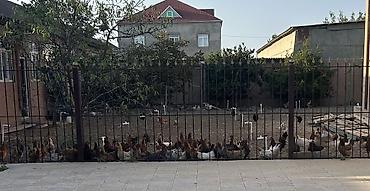 cücə yemi: Toyuq, Yumurtalıq — 3