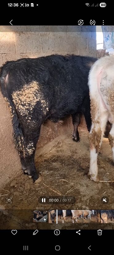 Коровы, быки: Продаю | Бык (самец) | Полукровка | На откорм | Привязанные — 5