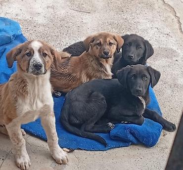 İtlər: 2 ay, Erkek — 11