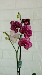 шоколадный букет цена: Орхидея дикий кот, любимец коллекционеров. отличные растения, стойкий