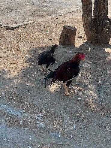корм для собак баку: Barter edirem yerli toyuqlarla — 3