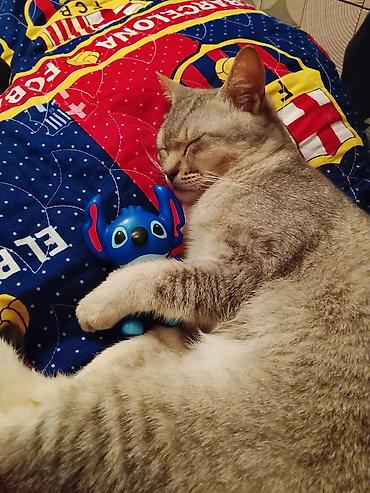 Pişiklər: Erkək — 2