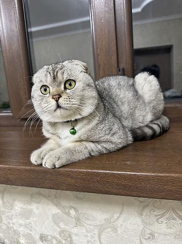 Продажа кошек: Скотиш Фолд (Шотландская вислоухая), 10 месяцев, Мальчик, Проглистована, Приучена к лотку — 3
