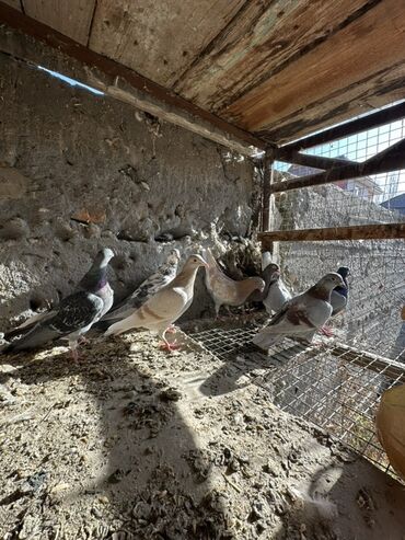 Птицы: Продаю голубей!!!! На фото представлены голуби разных пород. Цены на — 3