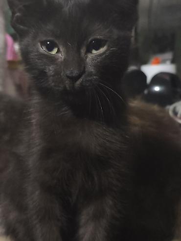 аббисинская кошка: 3 месяца, Мальчик, Метис — 2