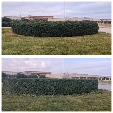 Ağaclar: Dejarativ 🌲 larin budanmasi həmsə yasil vitkilərin budanmasi kim — 12