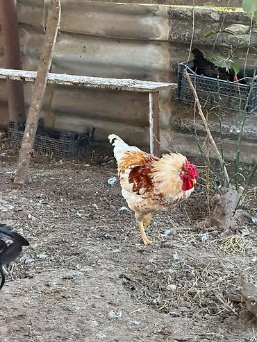 bakıda cücə satışı: Cins toyuq və xoruzların satışı Şəkildə gördüyünüz cins toyuqların — 2