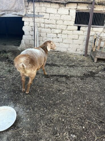 Бараны, овцы: Продаю | Овца (самка) | Для разведения — 2