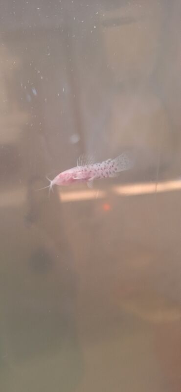 Akvariumlar: Dördbucaq akvarium, Balıqlarla birlikdə, 64 l, Ünvandan götürmə — 9