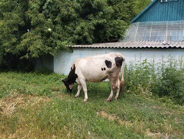 пони животное: Продаю | Корова (самка) | Ангус, Голштин | Для разведения, Для молока | Не стельные, После отела
