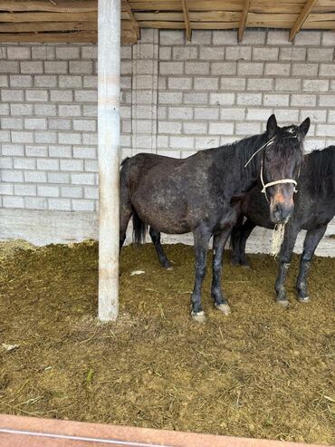 продажа коня: Сатам | Бээ (ургаачы) | Аргын | Көбөйтүү үчүн | Жасалма жол менен боозутуу