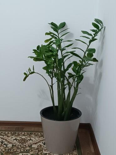 сансевьера комнатное растение: 3000