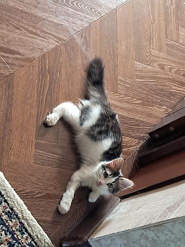 Кошки: 4 aylıq pişik balasına,cinsi qızdır, xeyirxah sahib axtarırıq.Masya — 2