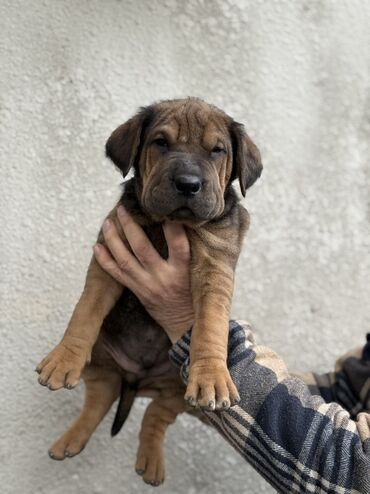 Продажа собак: Шарпей, 2 месяца, Самец — 1