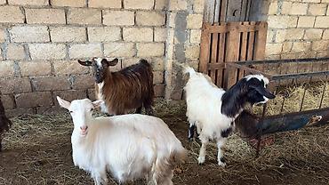 keci heyvan: 6 ana keçi 2 dogub 4 agir bogazdi bu gun sabah birin balasi yeke biri — 1
