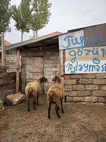 balaca it cinsi: Quzu, Erkək, ay: 8, 34 kq, Ətlik, Ünvandan götürmə — 8