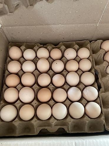 овощи и фрукты: 🥚 яйца куриные прямо с фермы, Оптом и в розницу! Корм оазис Агро! В — 2