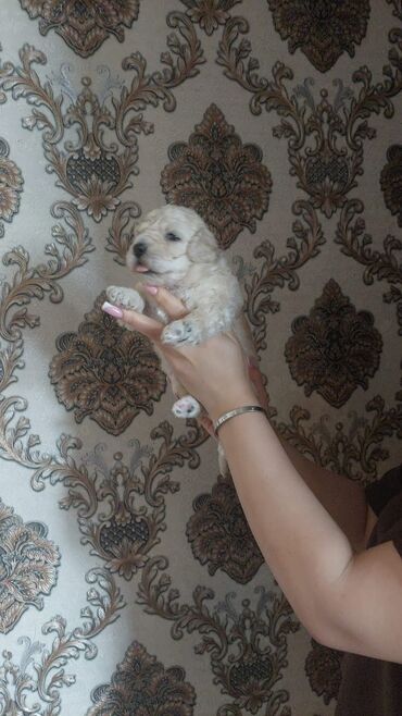 İtlər: Pudel, 1 ay, Dişi