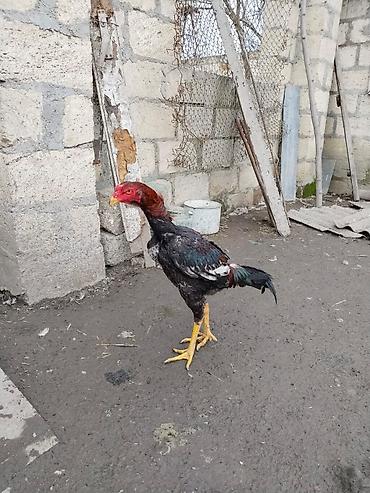 Xoruzlar: Məhsul:: 3 ədəd xoruz 2 beçə bir xoruz istəyən gəlib atasının ayağını — 6