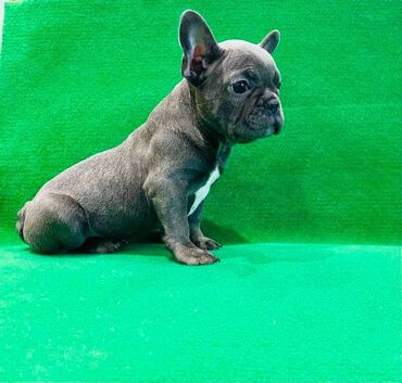 Psi: Zensko stene francuskog buldoga egzotične plave boje bez tigrine na lalafo.rs — 7 Psi: Zensko stene francuskog buldoga egzotične plave boje bez tigrine — 7