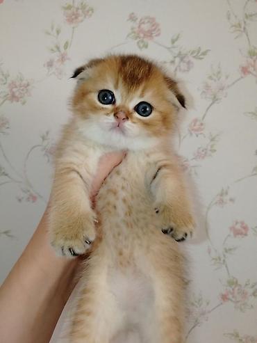 Pişiklər: Şotland — 5