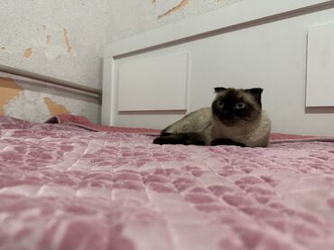 сиамский вислоухий кот цена: Шотландская вислоухая кошка окраса сил-пойнт (сиамский тип)