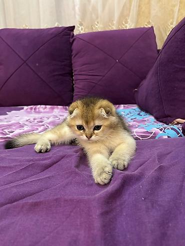 Кошки: Золотая шиншилла, Самец, В добрые руки, Самовывоз — 1