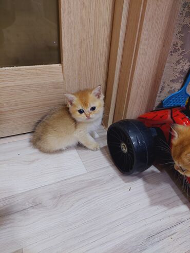 Pişiklər: Qızıl şinşilla, Erkək, Dişi, Yaxşı əllərə, Ünvandan götürmə — 6